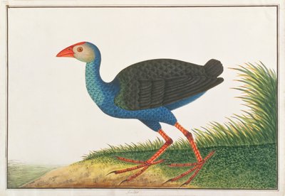 Purple Swamphen, from Drawings of Birds from Malacca by Chinese School